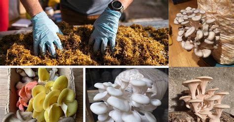 Start Oyster Mushroom Farm | Steps Involved | Oyster Mushroom Cultivation