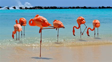 Visit Flamingo Beach on Renaissance Aruba Private Island