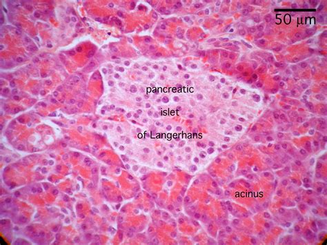 HISTOLOGY, Digestion Lab, Pancreatic islets | Pancreatic, Tissue ...