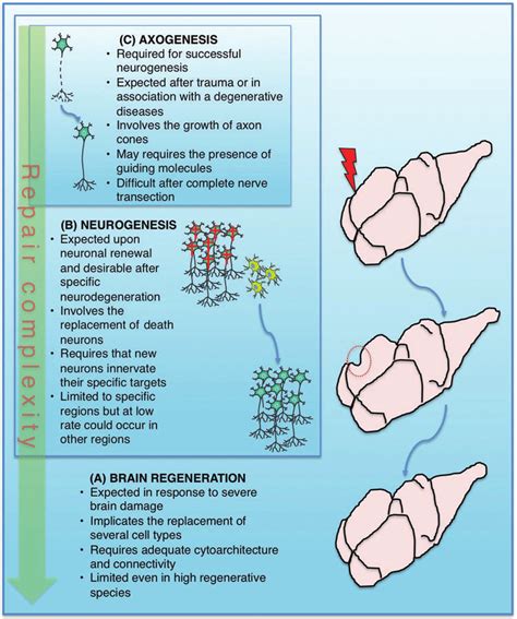 The extents of brain repair and maintenance. (A) Brain regeneration is... | Download Scientific ...