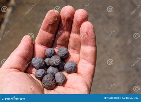 Iron Ore Taconite Pellets in a Worker Hand Stock Photo - Image of ...