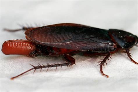 Maggots, Cockroach Eggs Found in Expired Canned Food in Suva