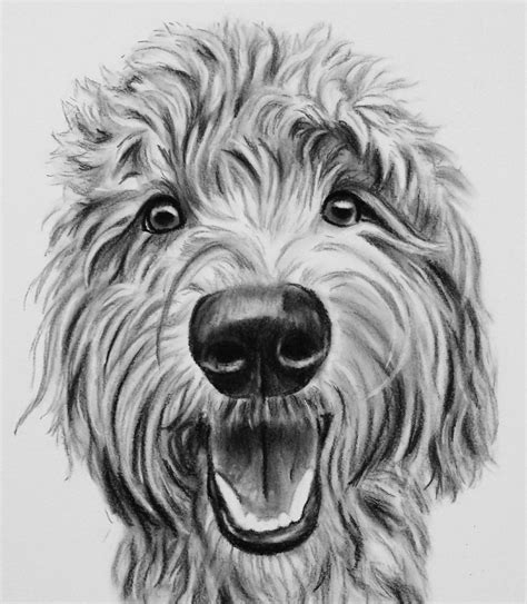 Goldendoodle Drawing at PaintingValley.com | Explore collection of ...