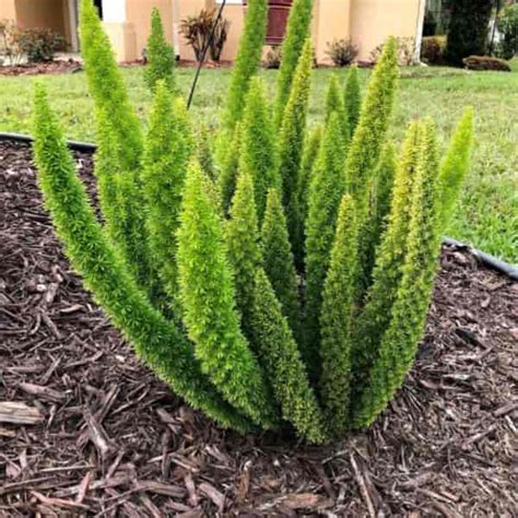 Foxtail Fern Care: How To Grow Asparagus Densiflorus Ferns