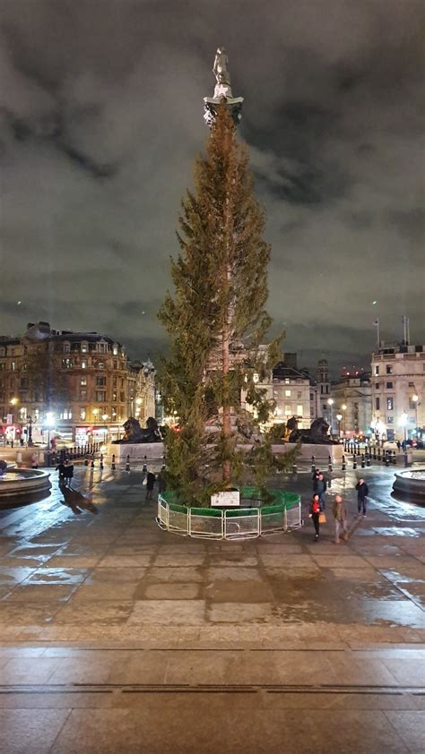 Trafalgar Square Christmas tree may be replaced with new one from ...