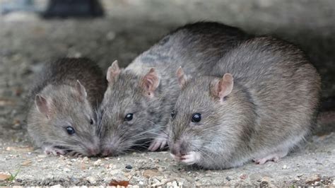 Rat soup? NYC restaurant shut down after woman claims she found rodent ...