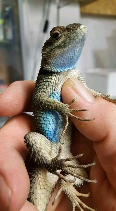 RARE CAPTIVE BRED CREVICE SPINY LIZARD BABIES | in Torquay, Devon | Gumtree