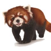 Red Panda PNG HD | PNG All