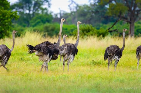 Pride of ostriches, | Botswanna,Okanavangi delta | Doc Landis Photography