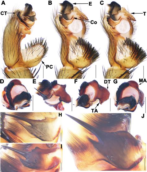 ﻿Three new species of the primitively segmented spider genus Songthela ...