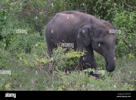 Wasgamuwa National Park Safari Stock Photo - Alamy