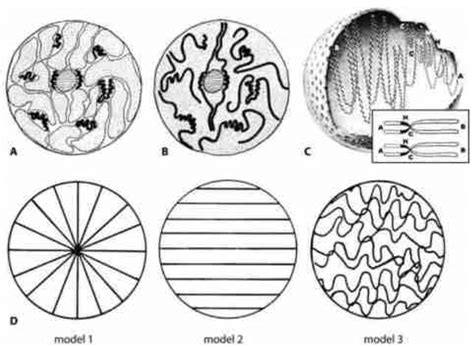 Hypothetical arrangements of interphase chromosomes and chromatin... | Download Scientific Diagram