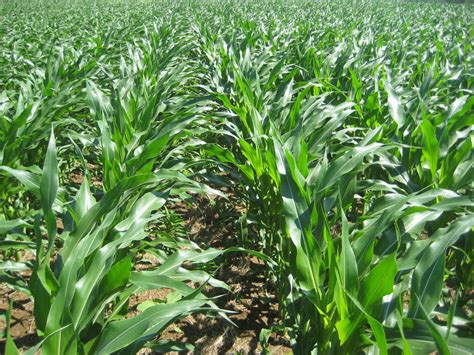 Grain Crops Update: Planting corn for silage, 2011