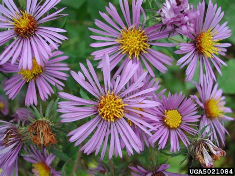 Stevenson Intermountain Seed | Aster novae-anglaeNew England Aster (Native)