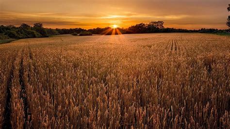 Golden fields and sky, sunset, fields, gold, wheat, HD wallpaper | Peakpx