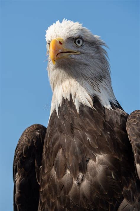 Flying Falcon in the Blue Sky Stock Image - Image of falconer ...