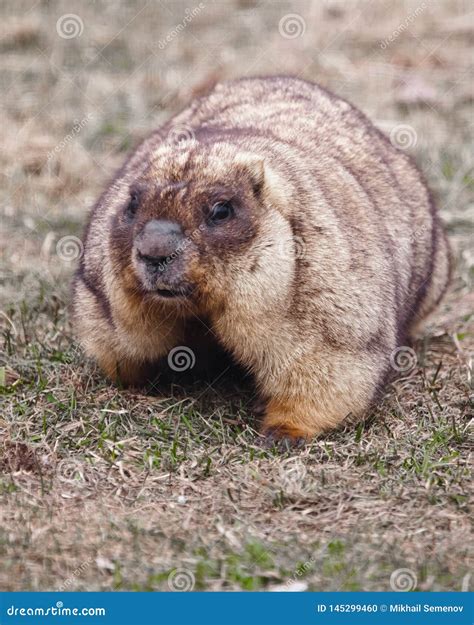 Close-up Fat Fat Woodchuck with Beautiful Fur Sitting on the Green ...