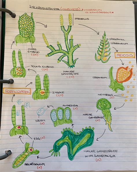 -- Lycopodium Life Cycle (Club Moss) -- : r/ecology