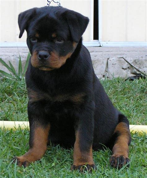 Rottweiler Puppies - Von Zennith German Rottweiler Breeder