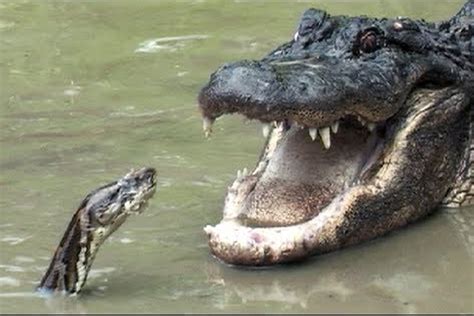 Python vs Alligator - Real Fight - Python attacks Alligator | andlosya