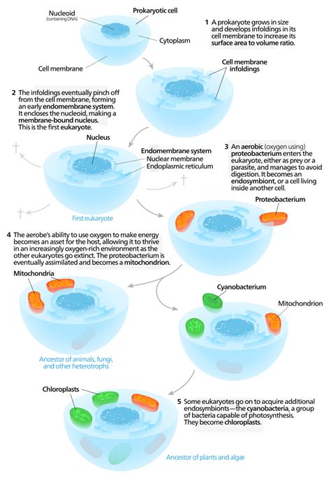 Endosymbiont Theory - Wize University Biology Textbook | Wizeprep