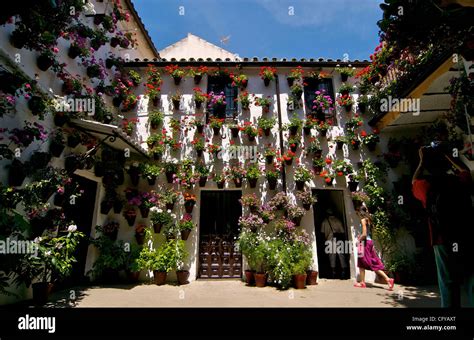 Cordoba. Festival de Patios Cordobeses. San Basilio 14, Patio de las flores en Cordoba. Potted ...