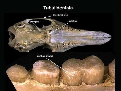 Real Monstrosities: Aardvark