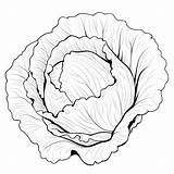 Premium Photo  Black And White coloring Picture Of A lettuce sketch template