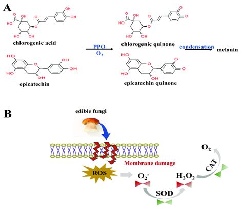 The mechanism of polyphenol oxidase (A) and antioxidant enzyme (B) in... | Download Scientific ...