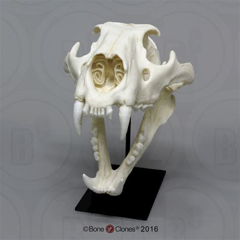 African Lion Skull, Male - Bone Clones - Osteological Reproductions