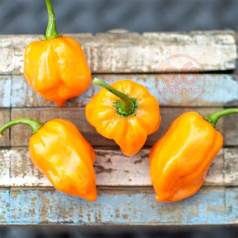 Habanero Pepper Seeds - 86peppers