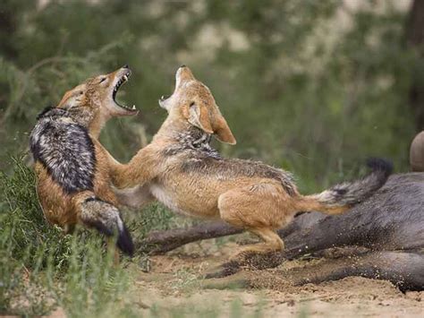 Hunting Jackal in South Africa - Somerby Safaris