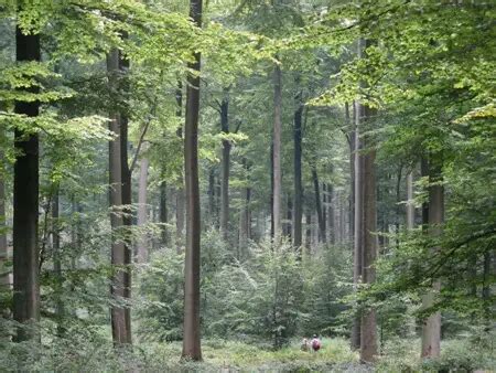 Difference between Forest and Woods - Difference.Guru