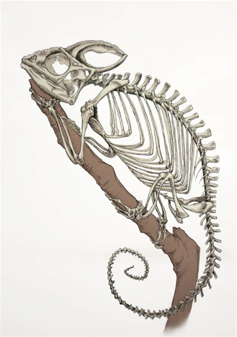 Scientific Illustration | Skeleton drawings, Animal skeletons, Animal ...