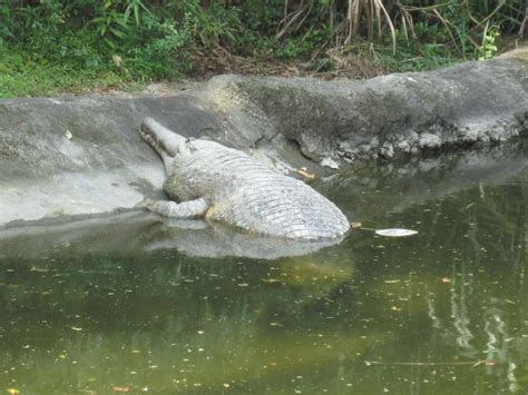 Male False Gharial - ZooChat