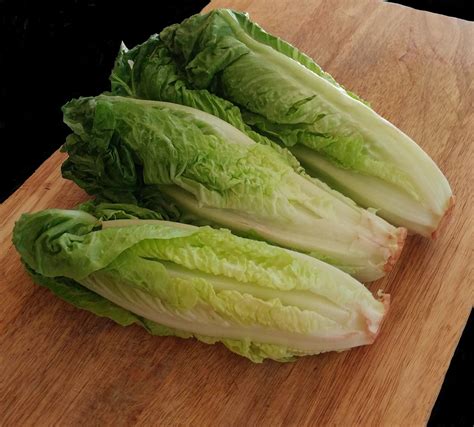 How to Grow Romaine Lettuce From Cuttings | Romaine lettuce growing, Growing lettuce, Romaine ...