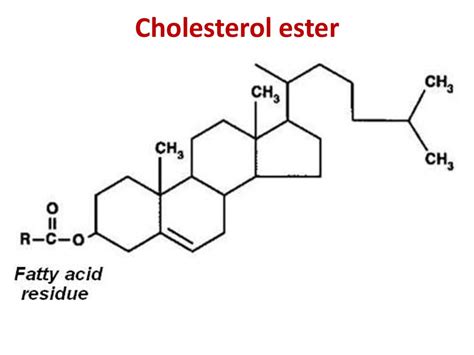 Lipid metabolism. Part 2 - online presentation