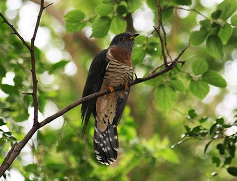 Birds of Bangladesh: 'Kokil (The Cuckoo)"