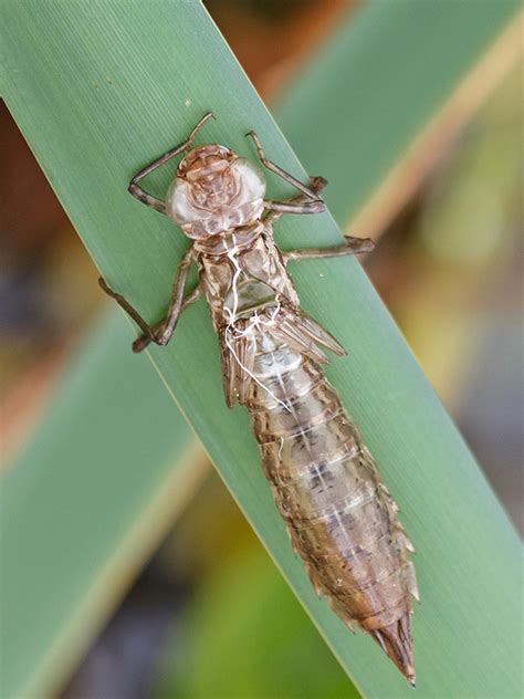 Dragonfly Walk Sat 18th June 2016 | Froyle Wildlife