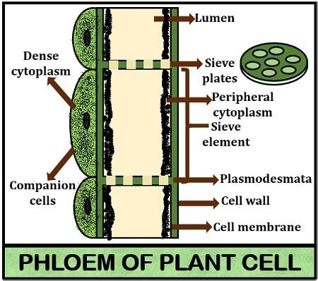 What is Phloem? Definition, Characteristics, Structure, Facts & Function - Biology Reader