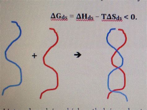 Solved Duplex DNA can be heated to produce the individual | Chegg.com