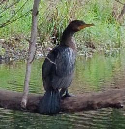 Bird Identification Help? New Hampshire : r/birding