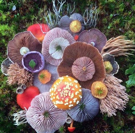 Dec 18th, 2016: Fungi - The Cellar | Fungi art, Stuffed mushrooms, Mushroom art