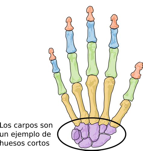 Hueso corto | Anatomía 2