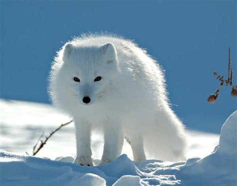 36 Animals With Amazing Camouflage Skills (With Pictures) | Snow ...