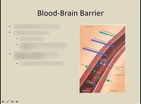 Blood-Brain Barrier Diagram | Quizlet