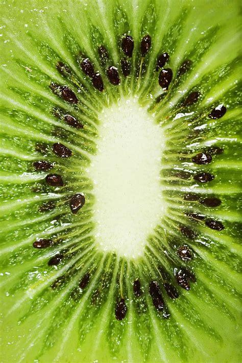 Kiwi Slice Photograph by Chris Knorr - Fine Art America