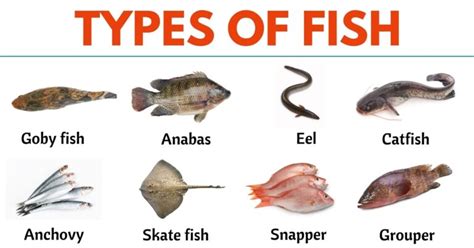 79 Types of Fish from All Around the World - ESL Forums