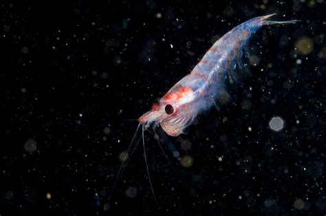 What Do Krill Eat?