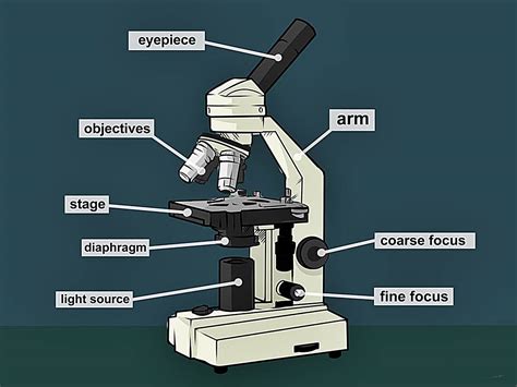 ¿Cómo usar un microscopio?